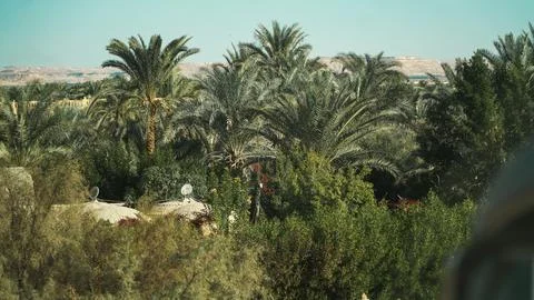 Sunny tropical dates trees with green leaves and trunks sway in the wind against 스톡 사진