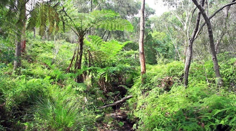 Sunny tropical forest Stock Footage 24301774