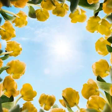 Sunny Tulips Stock Photos