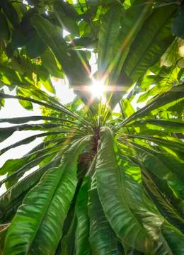 Sunny vegetation Stock Photos