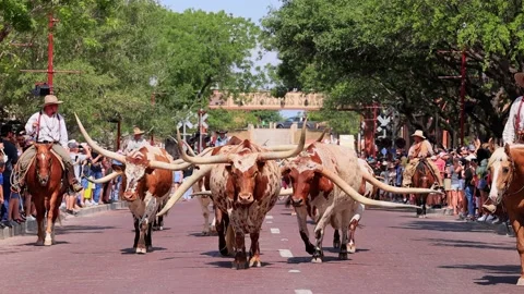 Sunny view of the cattle drive show Stock Footage 201315072