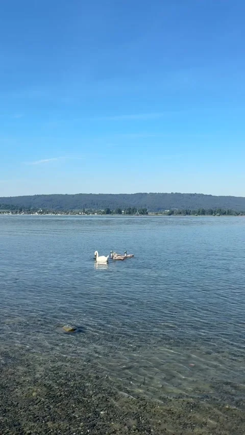 Sunny View of Lake Constance, Germany Stock Footage 339022547