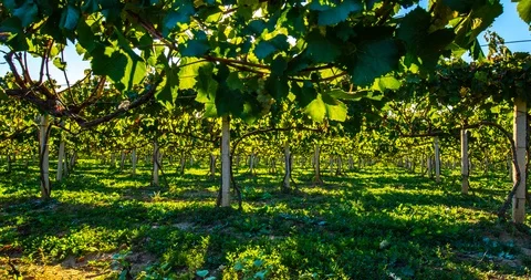 Sunny vineyard Video stock 96211305