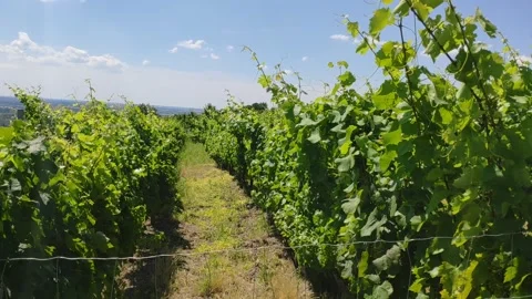 Sunny vineyard Video stock 150282052