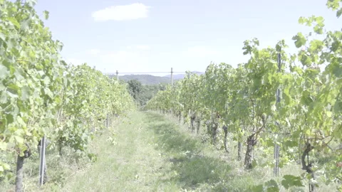 Sunny vineyard Stock Footage 164747805