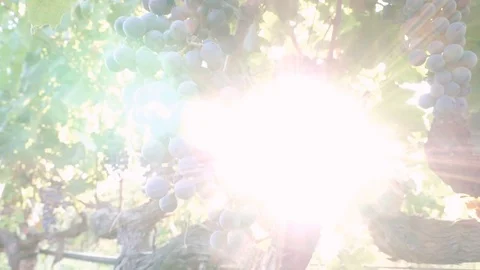 Sunny Vineyard: ray of light illuminating grapes in south of Italy Video stock 80063293
