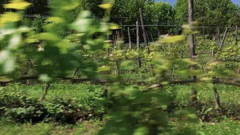 Sunny Vineyard Rows with Lush Green Trees Stock Footage 281569423