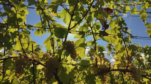 Sunny Vineyard Walk Featuring Grape Vines and Bright Blue Skies in Autumn Stock Footage 287902932