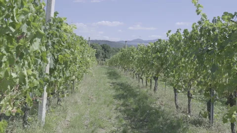 Sunny vineyard on a windy day Stock Footage 164748413