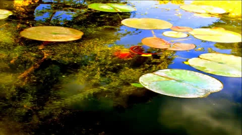 Sunny, Water Reflections of Clouds, Trees, Lily Pads Stock-Footage 24899122