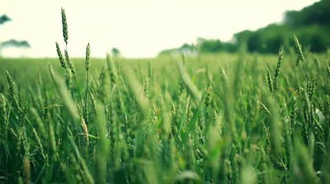 Sunny wheat fields - multiple versions Stock Footage 476515