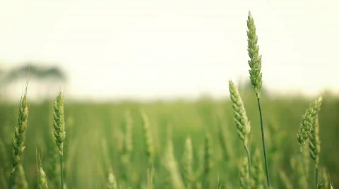 Sunny wheat fields - multiple versions Stock Footage 476690