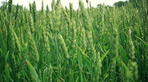 Sunny wheat fields - multiple versions Stock Footage 476827