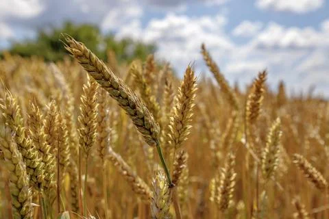 Sunny wheat Foto stock