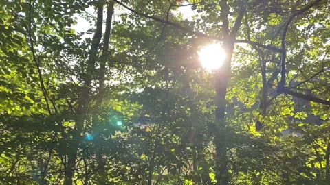 Sunny Wilderness - Close Shot | POST PRODUCTION Stock Footage 259075216