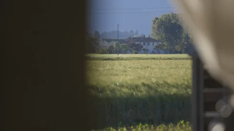 Sunny windy wheat field Stock Footage 88327167