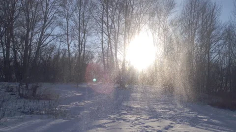 Sunny winter day in the forest Stock Footage 46828889