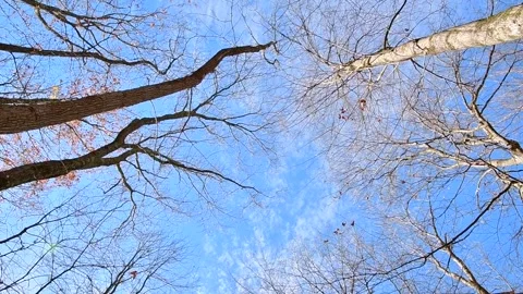 Sunny winter day looking up on trees crowns blue sky Video stock 255793250