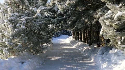 Sunny winter day snowy pine alley path Stock-Footage 327621024
