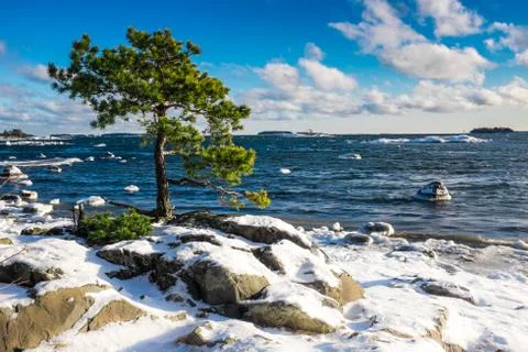 Sunny winter day, tree on the sea, background. Stock Photos