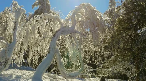 Sunny Winter Video stock 52723627
