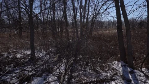 Sunny winter forest edge with bare trees, thick tangled brush, and patches of Stock Footage 336013062