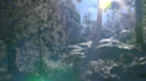 Sunny winter forest Stockbeeldmateriaal 33119548