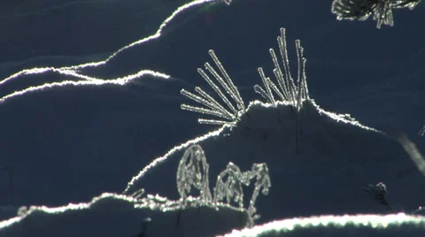 Sunny winter forest  Stockbeeldmateriaal 33119739