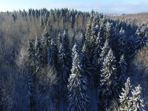 Sunny  winter forest 库存影片 73305338