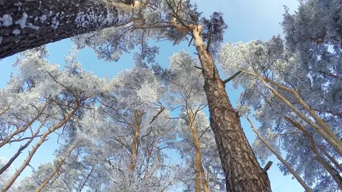 Sunny winter forest. Stock Footage 84983572