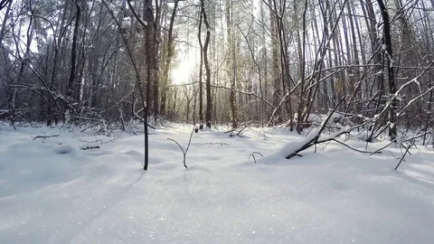 Sunny winter forest. Stockbeeldmateriaal 84984272