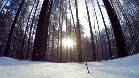 Sunny winter forest. Stock Footage 84985162