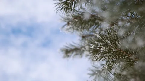 Sunny winter forest landscape. Copy Spacefor text. Christmas fresh pine trees Stock Footage 168436427