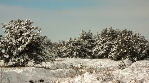 Sunny winter forest landscape Stock Footage 47236516