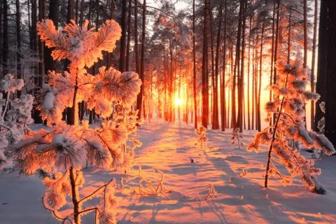 Sunny winter forest Stock Photos