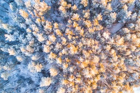 Sunny winter forest Stock Photos