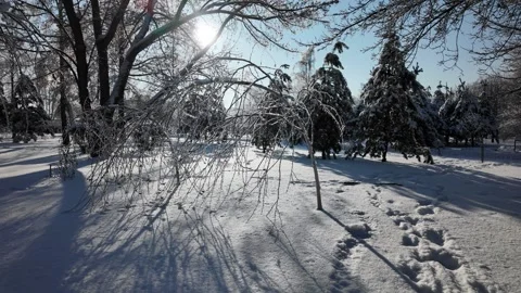 Sunny Winter Park Path With Snow Covered Trees And Benches Stock Footage 328707732