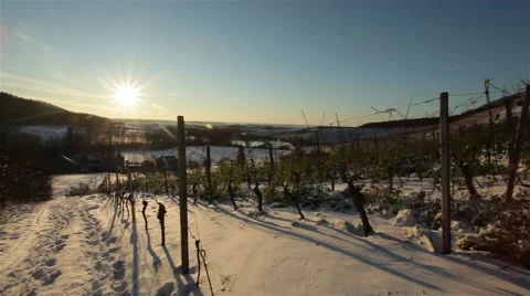 Sunny winterlandscape with vineyards Stock Footage 45589700