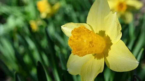 Sunny Yellow Daffodil Bloom. Stock Footage 306335469