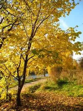 Sunny yellow tree Stock-Fotos