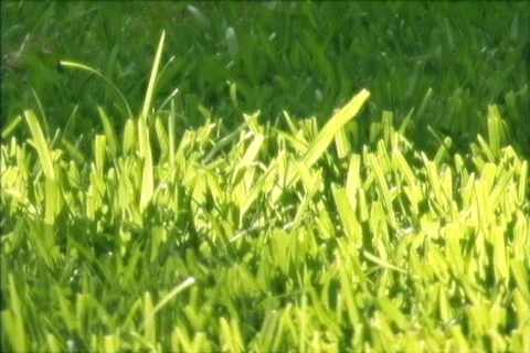 Sunny_grass Stock Footage 65442