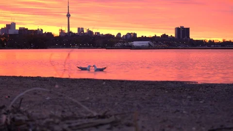 Sunnybrooks Ducks in Spring Stock Footage 129418759
