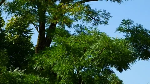 SunnyTree Stock Footage 314600853