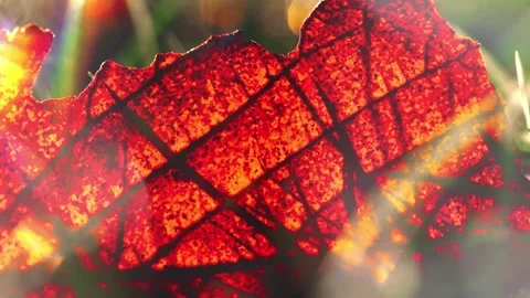 SunOrange Leaf Close-Up with Detailed Texture Stock Footage 345677242