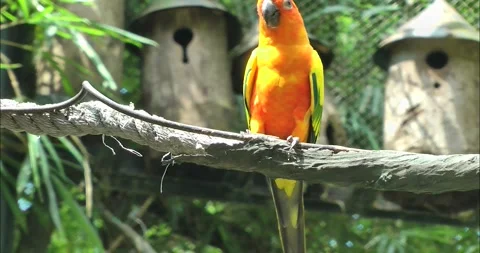 A SunParakeet on branch outdoor Видео 343711283