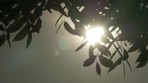 Sunray backlight through tropical leaf foliage at sunset Stock Footage 141300367