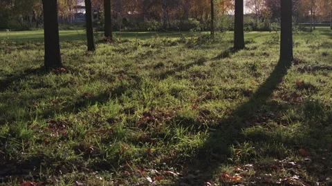Sunray beams on the ground between park trees, London, United Kingdom Video stock 293126145