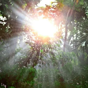 Sunray behind tropical tree Stock Photos