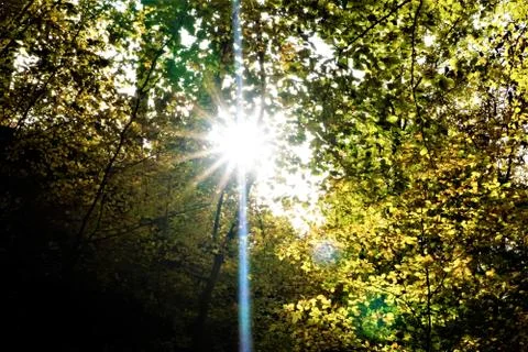 Sunray between leafs and branches of a tree Stock Photos