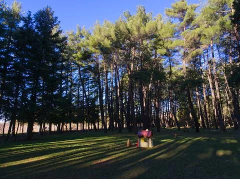 Sunray casting in the woods Foto stock